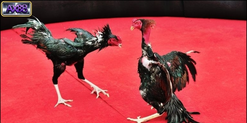 Những Điều Cần Lưu Ý Khi Tham Gia Đá Gà AX88