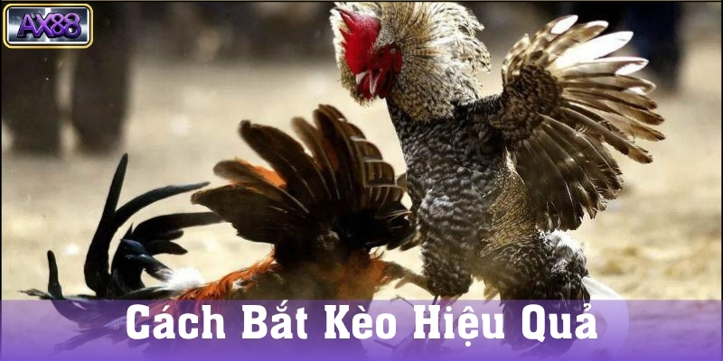 Hướng dẫn cách chơi Đá Gà Thomo hiệu quả