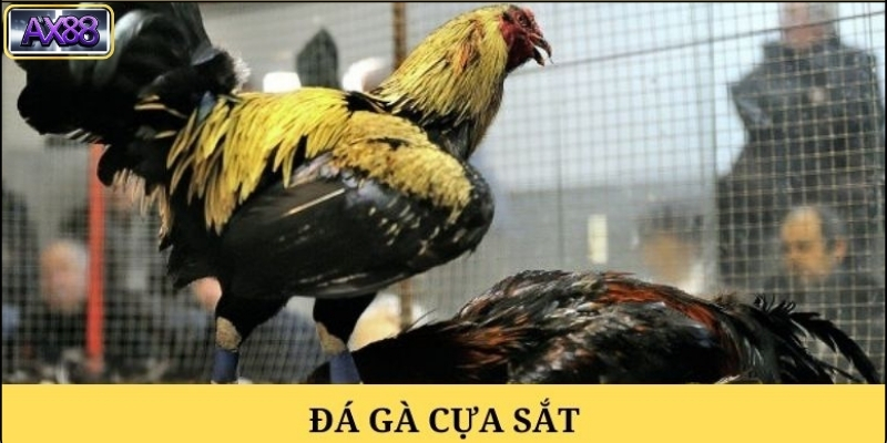 Lời khuyên cho người mới bắt đầu chơi đá gà cựa sắt