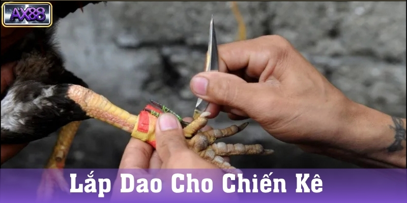 Cách chọn gà đá cựa dao chuẩn