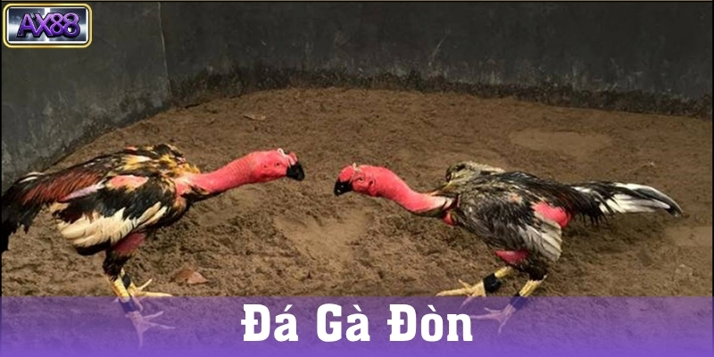 Cách tổ chức và luật chơi trong Đá Gà Đòn